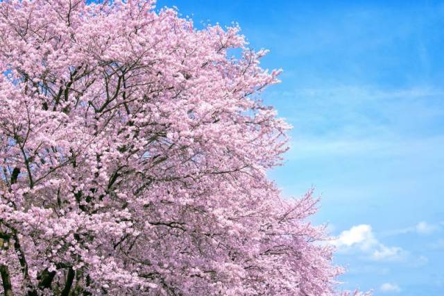 ニュース画像 1枚目：セスナで飛ぶ桜遊覧