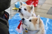 もふもふに癒される〜秋田犬が出迎え！“実は”アクセスも良い「大館能代空港」の画像