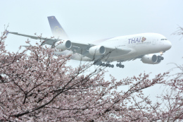 リーペアさんが、成田国際空港で撮影したタイ国際航空 A380-841の航空フォト（飛行機 写真・画像）