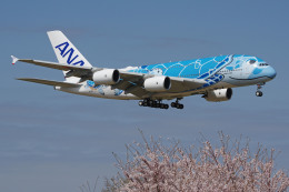 成田国際空港 - Narita International Airport [NRT/RJAA]で撮影された全日空 - All Nippon Airways [NH/ANA]の航空機写真