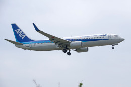apphgさんが、静岡空港で撮影した全日空 737-881の航空フォト（飛行機 写真・画像）