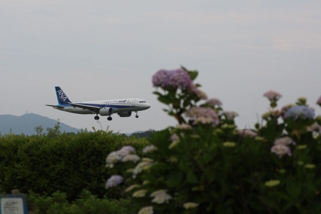 ANA 全日空 AIRBUS エアバス A320neo IOJロゴ JA211A 全日空 Airbus A320neo JA211A 羽田空港 航空フォト | by けいと