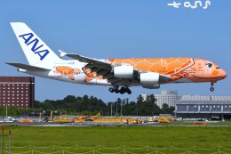 フライングホヌ ラー/3号機」特別塗装機 全日空 (A380 | JA383A