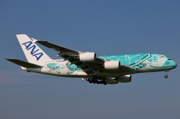 フライングホヌ カイ/2号機」特別塗装機 全日空 (A380 | JA382A
