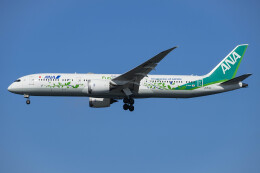 航空機・ヘリコプター B 787-9 ボーイング787-9 製造番号:34522/146 徹底ガイド | FlyTeam