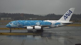 フライングホヌ ラニ/1号機」特別塗装機 全日空 (A380 | JA381A