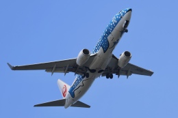 chikoさんが、羽田空港で撮影した日本トランスオーシャン航空 737-8Q3の航空フォト（飛行機 写真・画像）