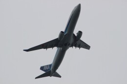 HND Spotter Cさんが、羽田空港で撮影した全日空 737-881の航空フォト（飛行機 写真・画像）