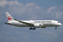 Haruru-cameraさんが、羽田空港で撮影した日本航空 787-8 Dreamlinerの航空フォト（飛行機 写真・画像）